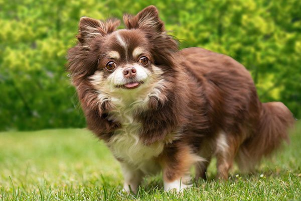 chihuahua con cabeza de manzana