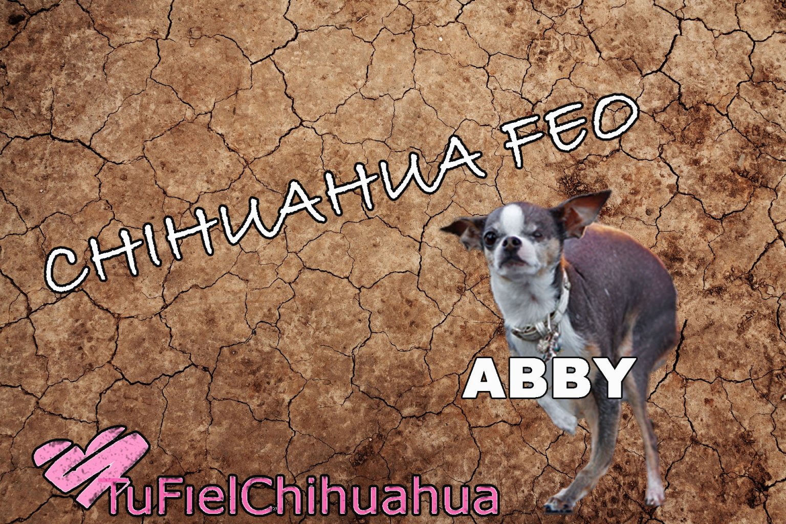 Te imaginas... ¿el chihuahua más feo del mundo?