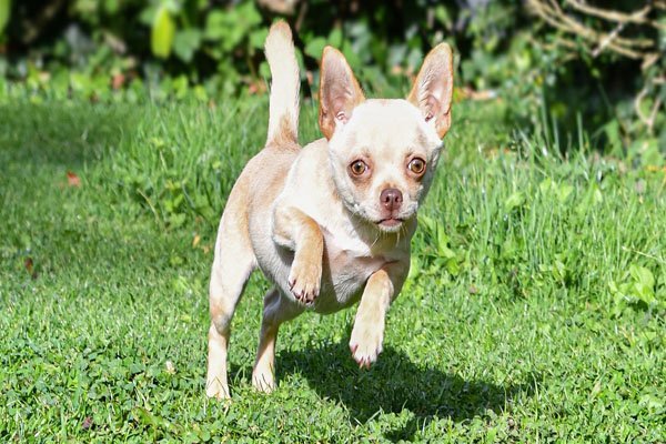 chiwawa de pelo corto