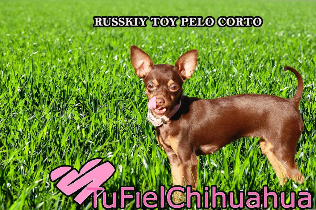 Chiguagua ruso pelo corto