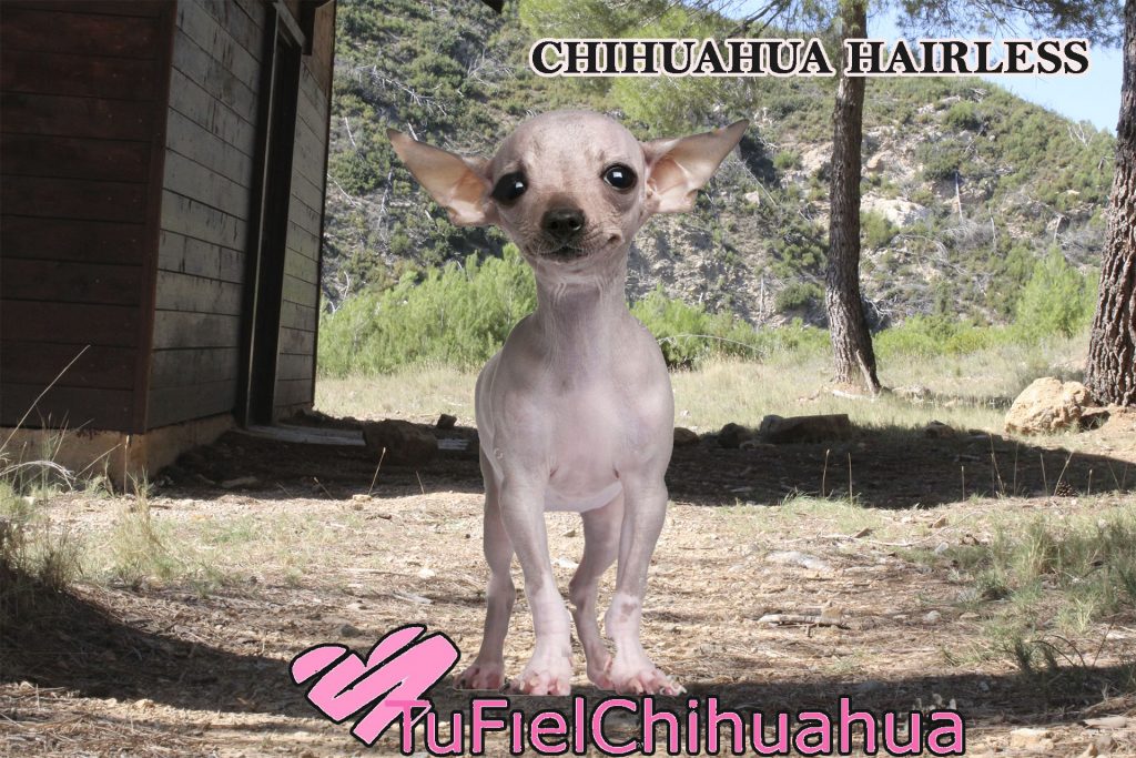 chiwawa sin pelo