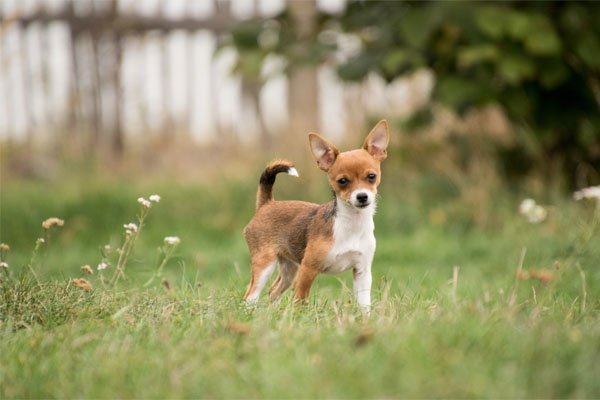 adoptar chiguagua de pelo corto