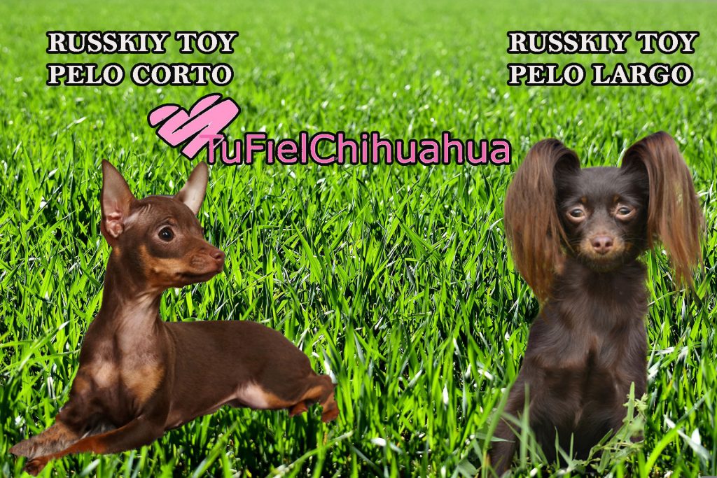 Chihuahua ruso