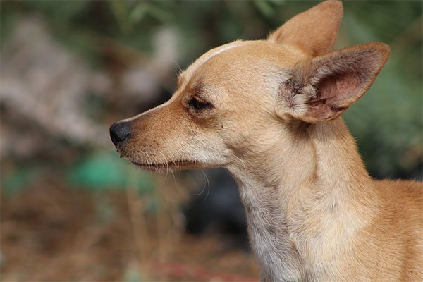 perros raza chihuahua cabeza de venado