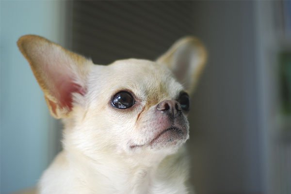 cabeza de manzana chihuahua