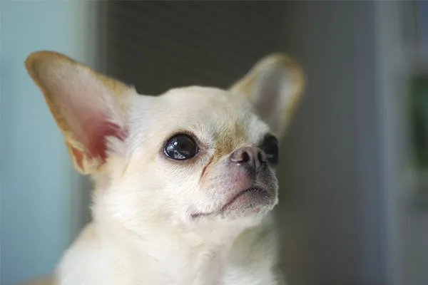 Chihuahua cabeza de manzana【12 cosas ... Chihuahua cabeza de manzana【12 cosas ...