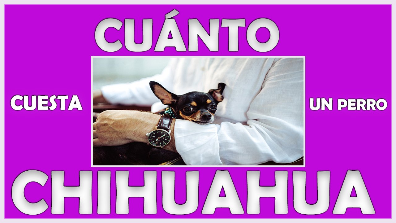 Perro Chihuahua 1