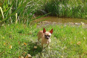 Cuando bañar a nuestro perro chihuahua cuidados del chihuahua Tu Fiel Chihuahua