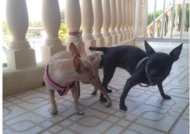 celo en las perras chihuahua