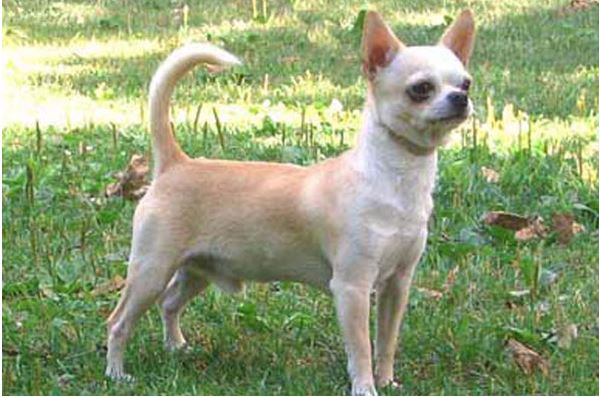 Tipos de chihuahua 13 chihuahua cabeza de manzana