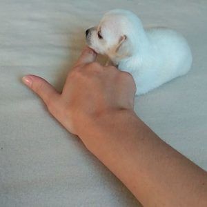 Chihuahua toy, la raza inventada en portales de anuncios de segunda mano 5 Chihuahua toy, la raza inventada en portales de anuncios de segunda mano 4