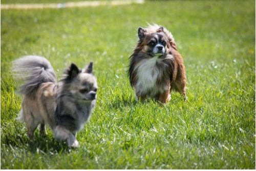 Tipos de chihuahua 11 razas de perros chihuahua