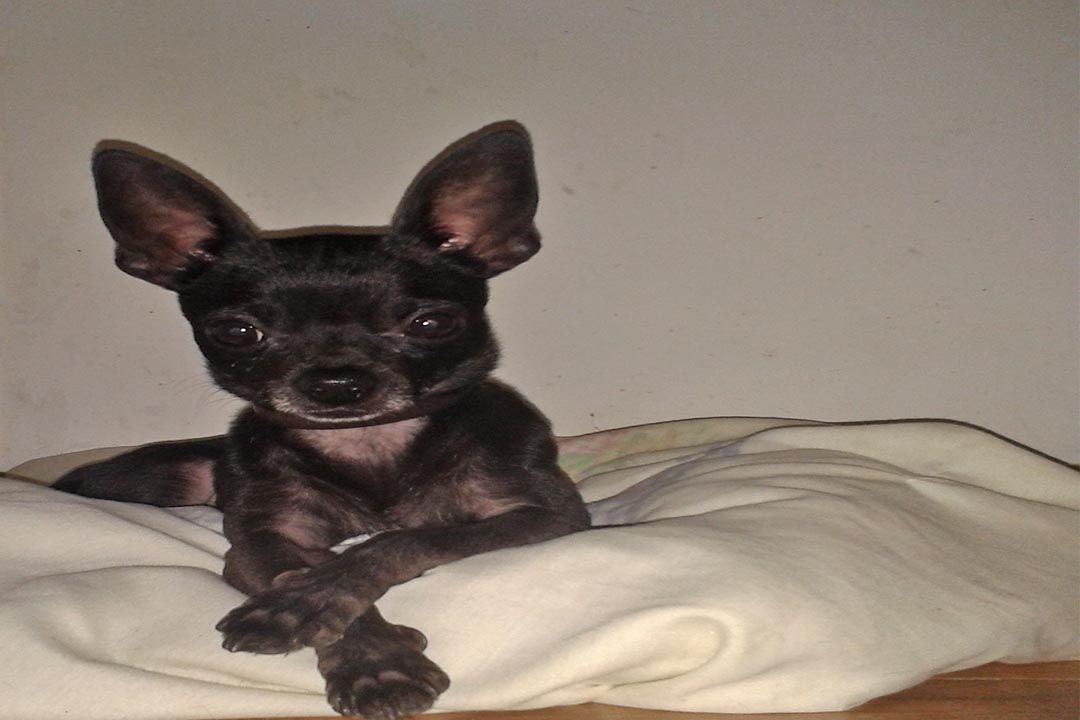 ¿Cuánto cuesta un chihuahua en España? 9 ¿Cuánto cuesta un chihuahua en España? 1