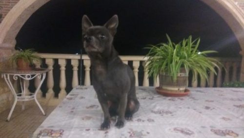 Chihuahua azul