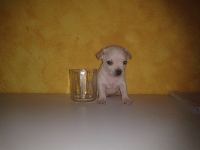 Como cuidar un chihuahua 9 cuidados del chihuahua cachorro