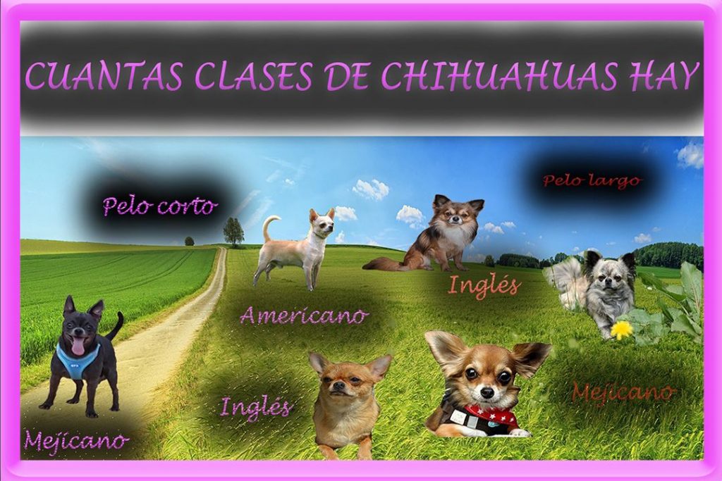 Tipos de chihuahua 7 Tipos de chihuahua 2