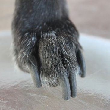 Perro Chihuahua 10 como cortar uñas a un perro chihuahua