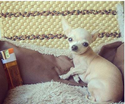 Chihuahua toy, la raza inventada en portales de anuncios de segunda mano 1 Chihuahua toy