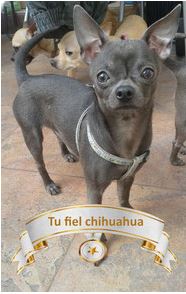 Tipos de chihuahua 9 chiguagua para montas