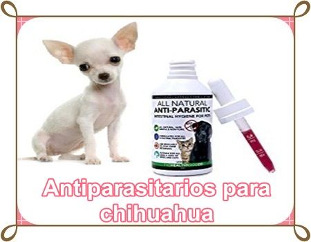 Antiparasitarios para chihuahuas 1 Antiparasitarios para perros chihuahua
