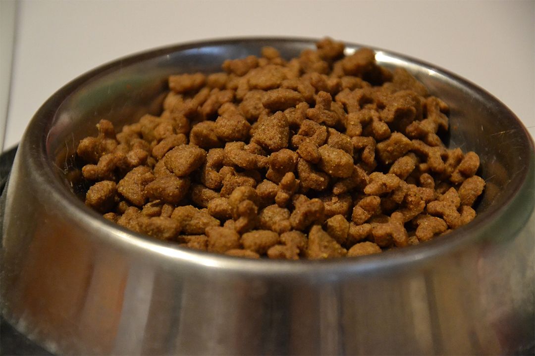 Perro Chihuahua 12 comida enlatada
