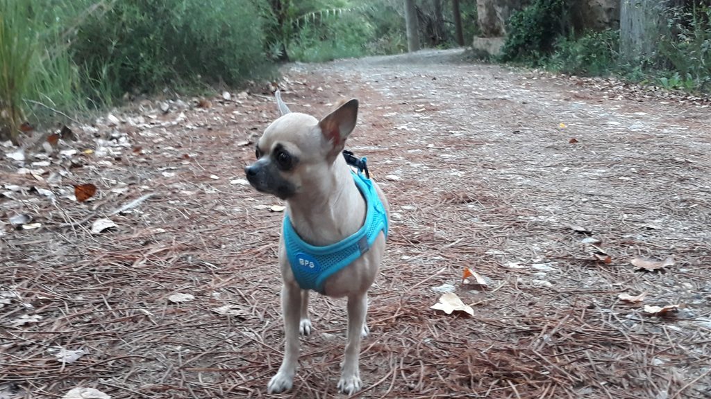 tipos de chihuahua cabeza de manzana