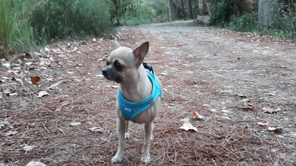 ¿Cuánto cuesta un chihuahua en España? 8 chihuahua cabeza de manzana