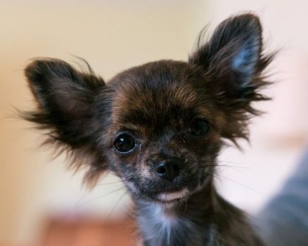 Como cuidar un chihuahua 8 cuando deja de crecer un cachorro chihuahua