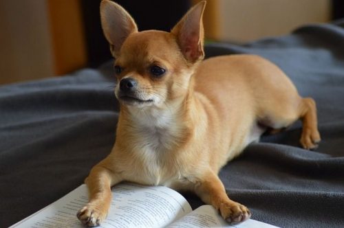 Como cuidar un chihuahua 11 cuidados del chihuahua chihuahua