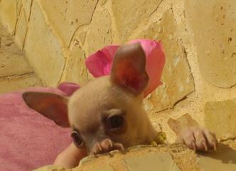 Chihuahua toy, la raza inventada en portales de anuncios de segunda mano 3