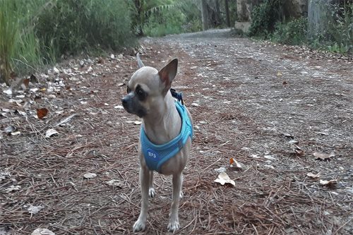 Tipos de chihuahua 12 chihuahua cabeza de manzana